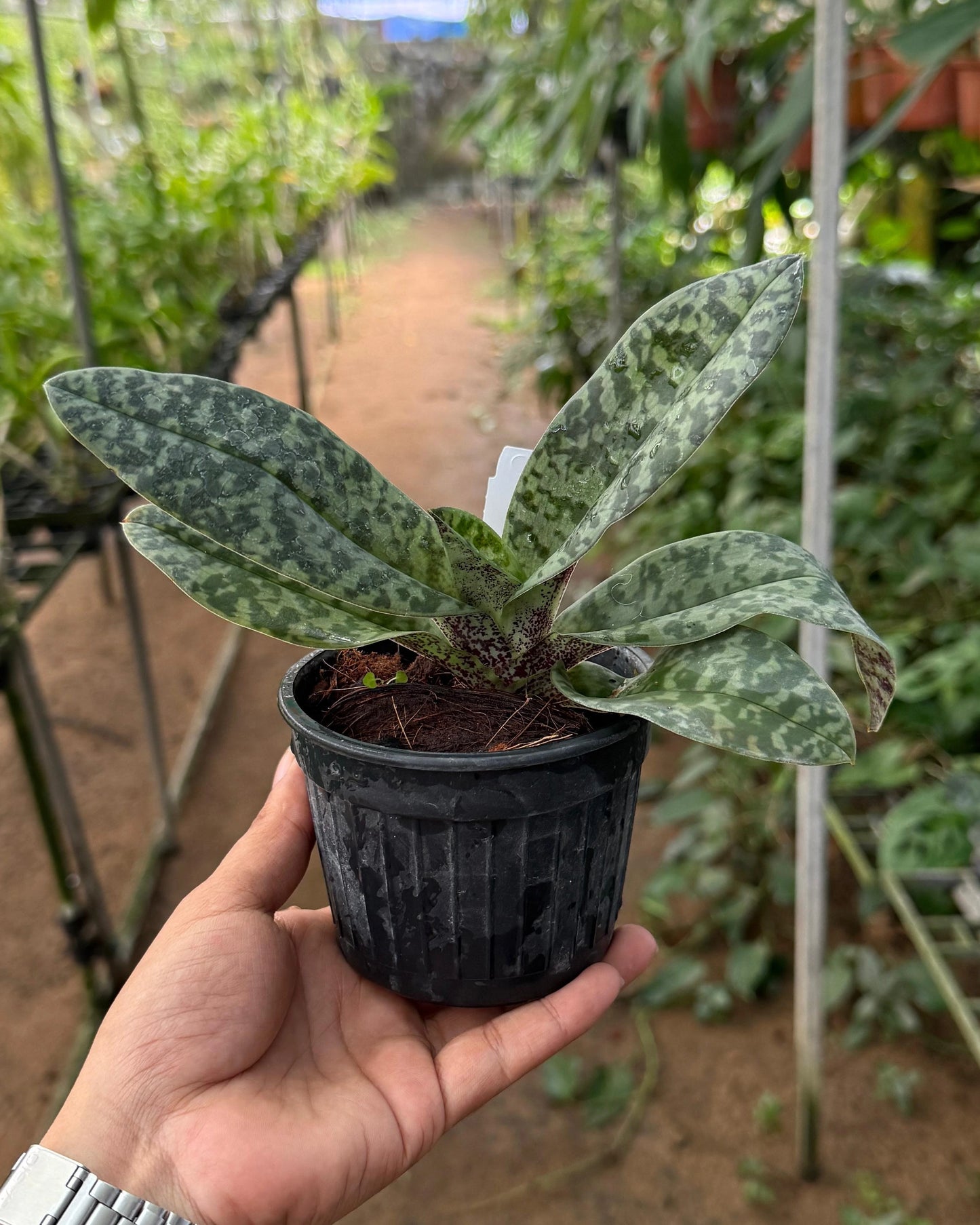 Paphiopedilum Venustum