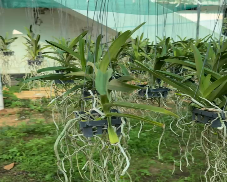 Vanda Varut Leopard