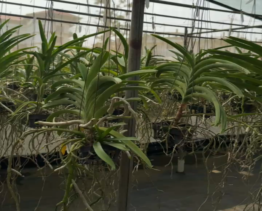 Vanda Prapathon Gold x Thai Spot x Tessellata