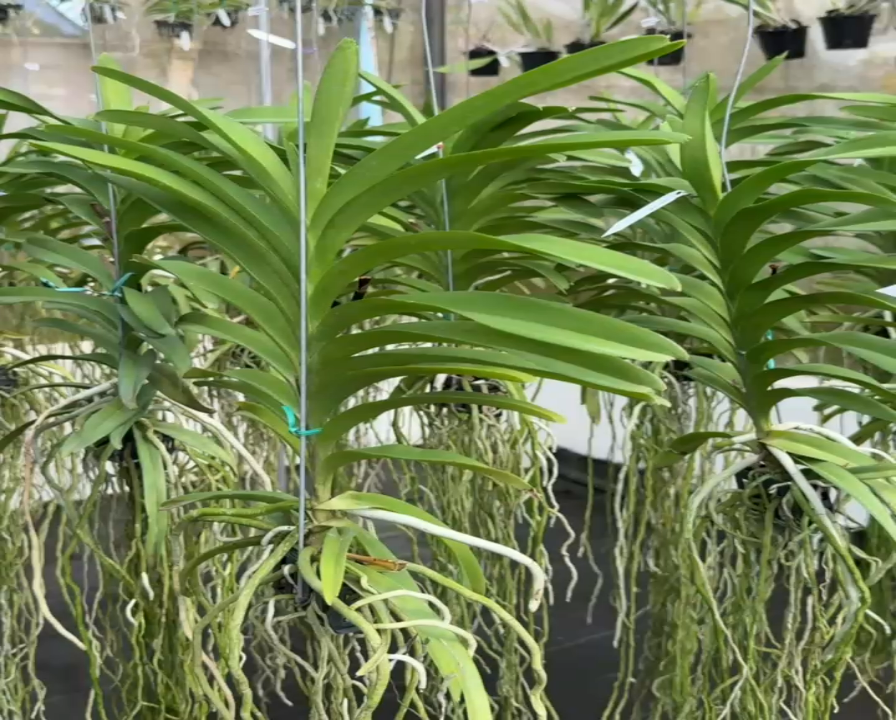 Vanda JKS 48