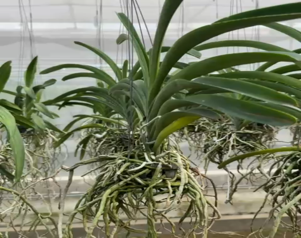 Vanda Adisak Pink