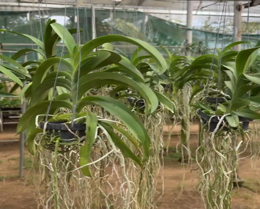 Vanda Kittipat Gold x Chulee