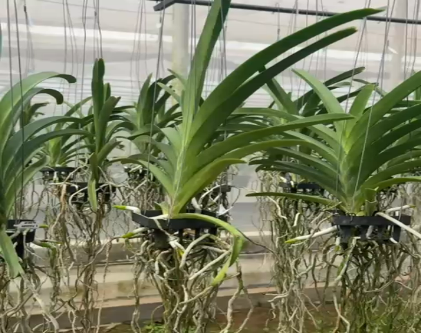 Vanda Pintuwadee