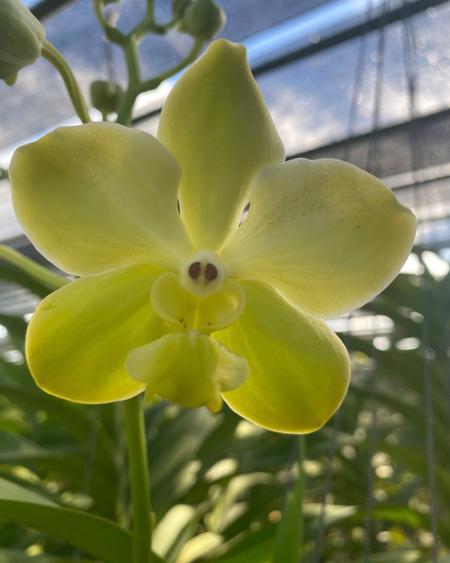 Vanda Denisoniana x Nopporn Gold