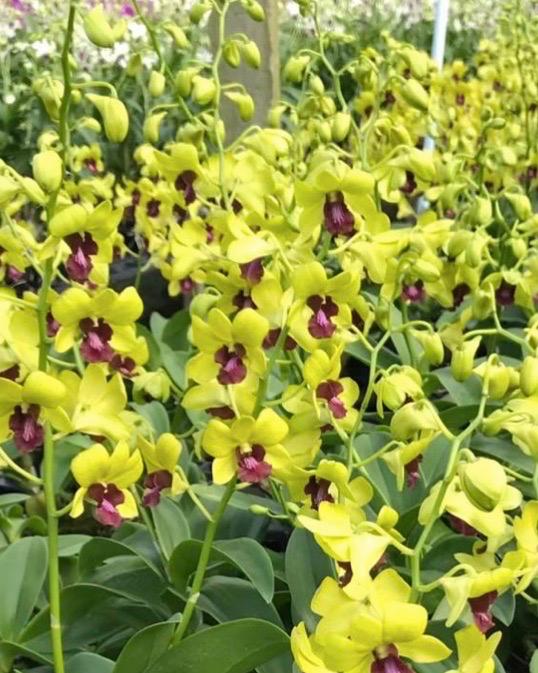 Dendrobium Yellow #298