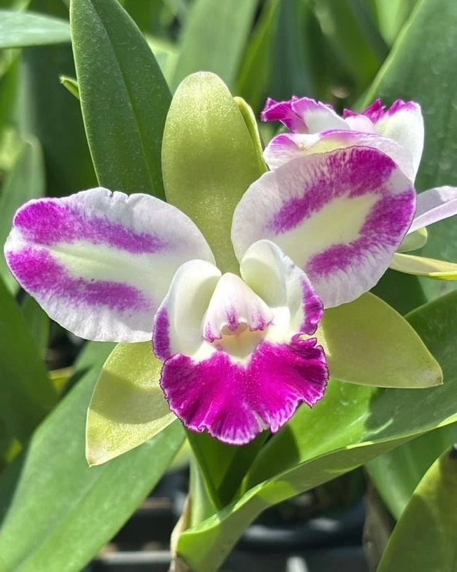 Cattleya Yen Corona