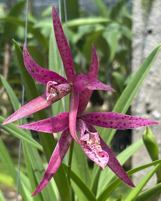 Cattleya Yuan Dung Red Star
