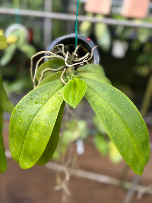 Phal. Amboinnesis x Hieroglyphica