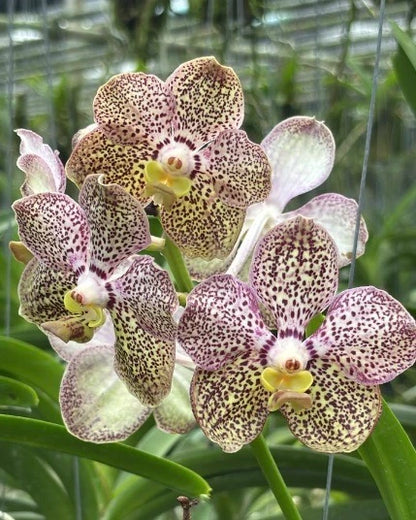 Vanda Kulwadee Fragrance x Somthavil