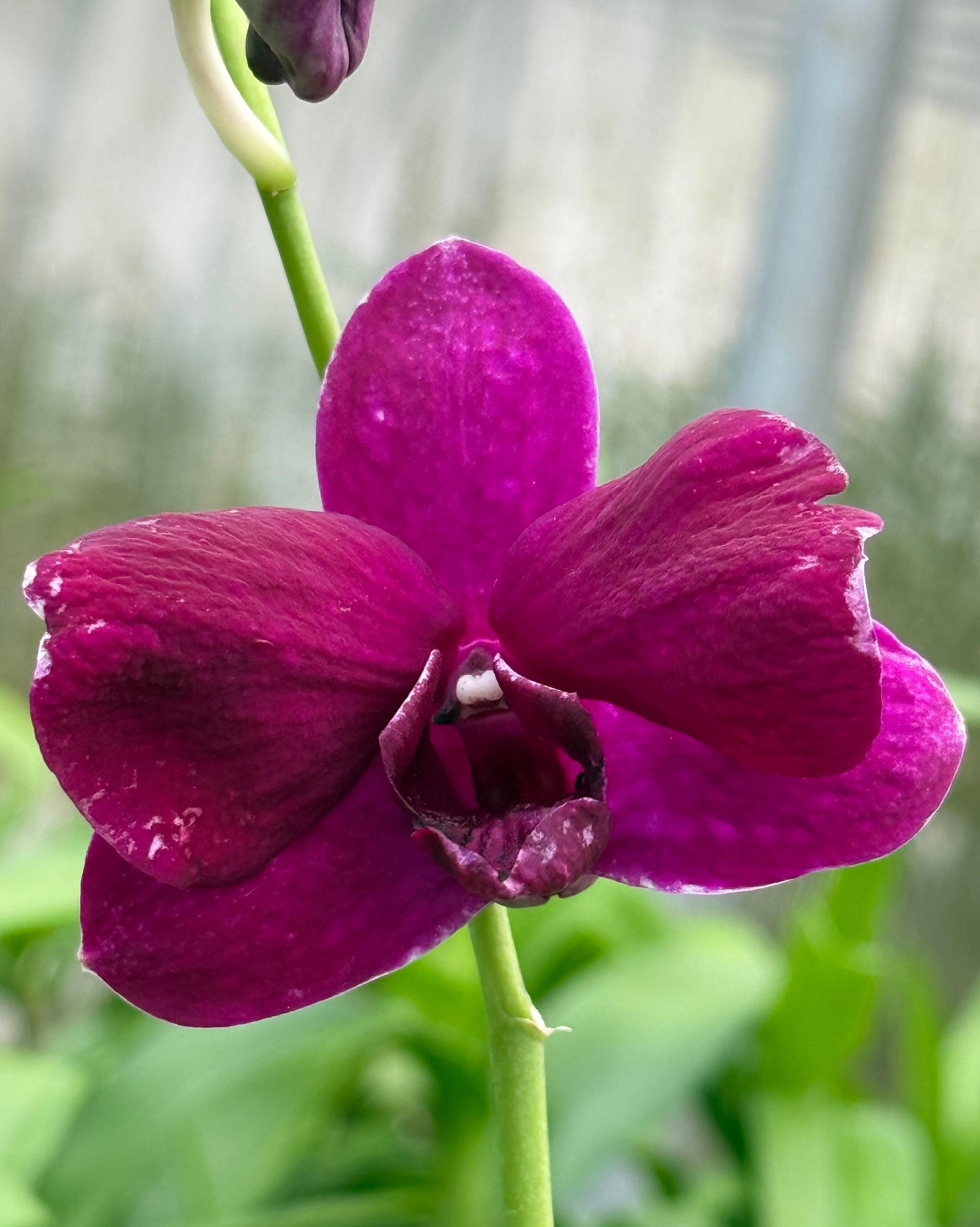 Dendrobium BL 1361 Dark Red