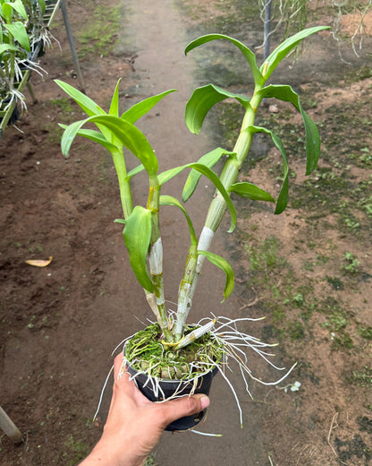 Dendrobium BL 1361 Dark Red