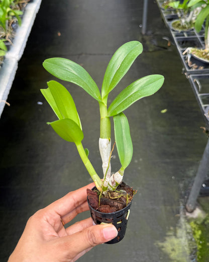 Dendrobium 144 Blue