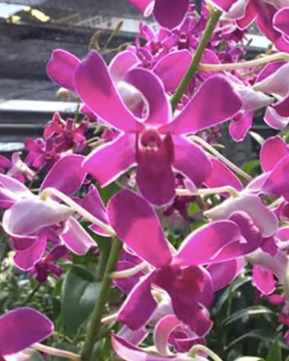 Dendrobium 144 Blue