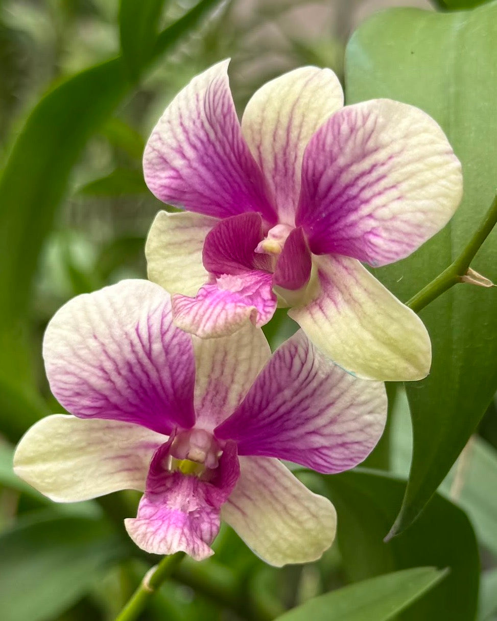 Dendrobium 1556 Two Tone orchid