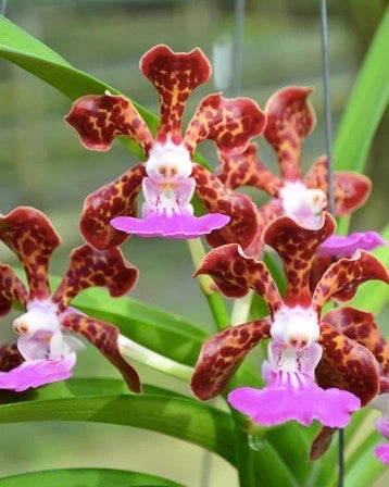 Papilionanda Paksorn Fragrance (Papilionanda Mimi Palmer x Vanda Insignis)