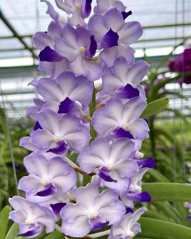 Vanda Pine River x Sasicha (2 plants in one pot)