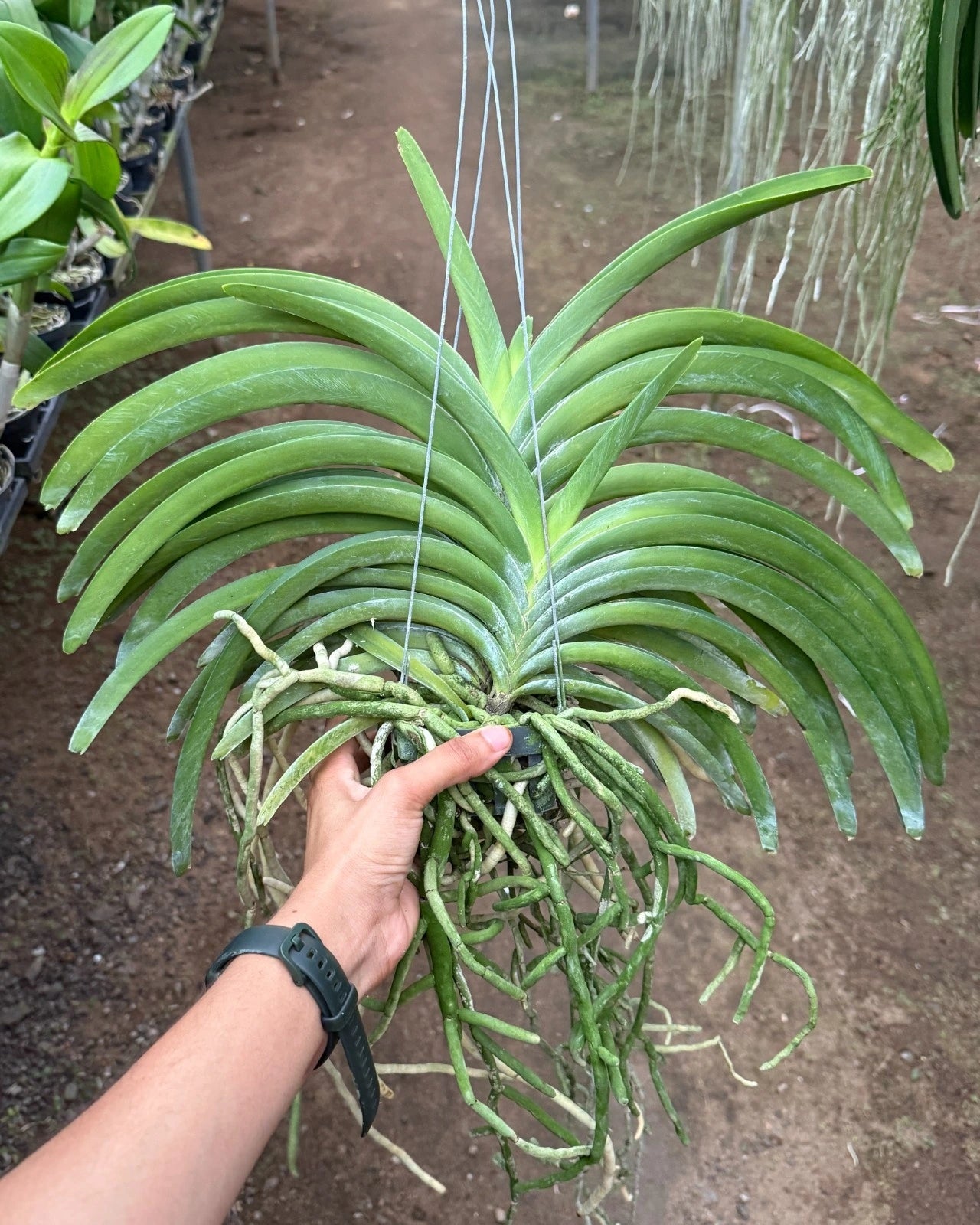 Vanda Pine River x Sasicha (2 plants in one pot)