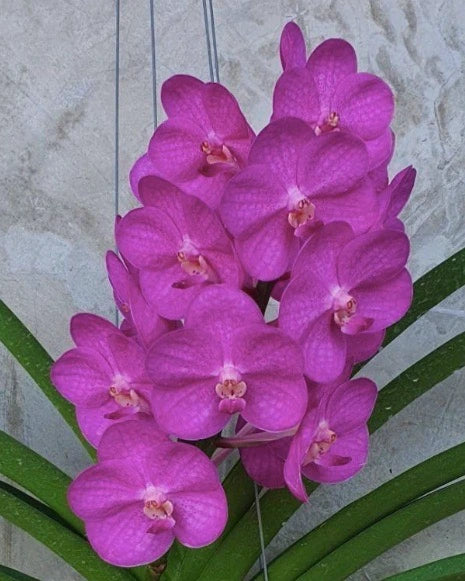 Vanda Siripat Pink