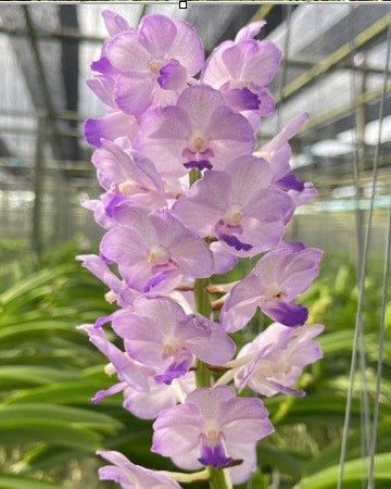 Vanda Maeklong Beauty