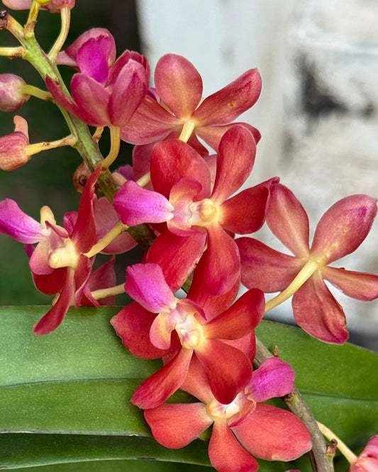 Perreiraara Tangofire (Bangkok Sunset x Renanthera Storiei )