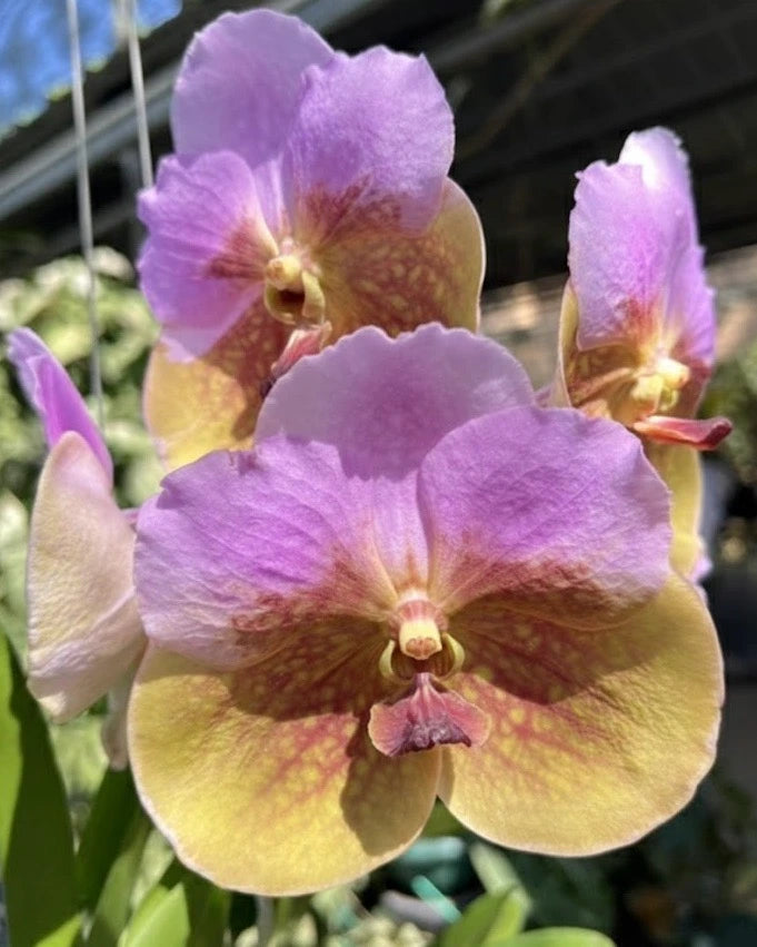 Vanda Pimsai x Jindawat