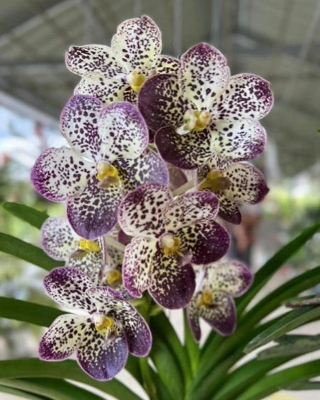 Vanda Pintuwadee