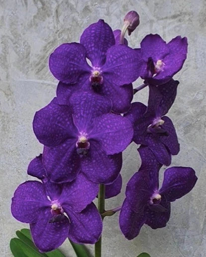 Vanda Patchara Delight Blue
