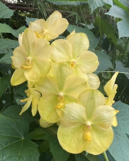 Vanda Ladda Daimond