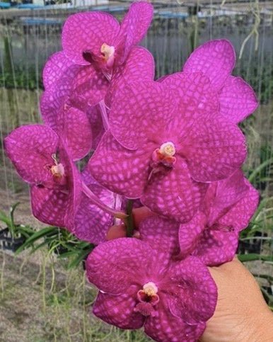 Vanda Somsri Pink x Siriporn Pink