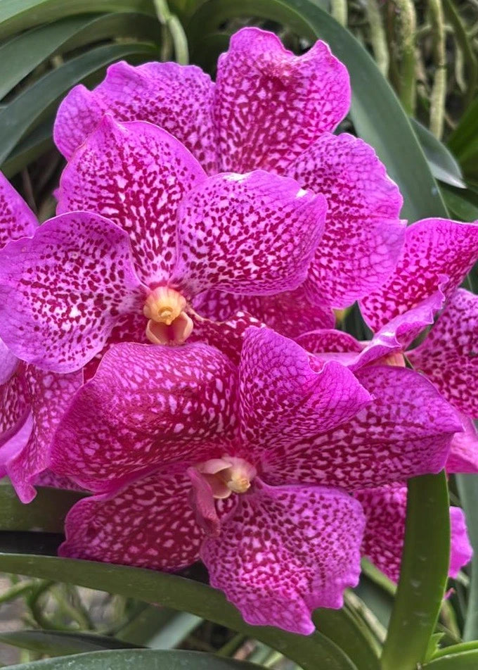 Vanda Viboon x Bitz's Hearthrob