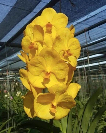 Vanda Siriwan Gold