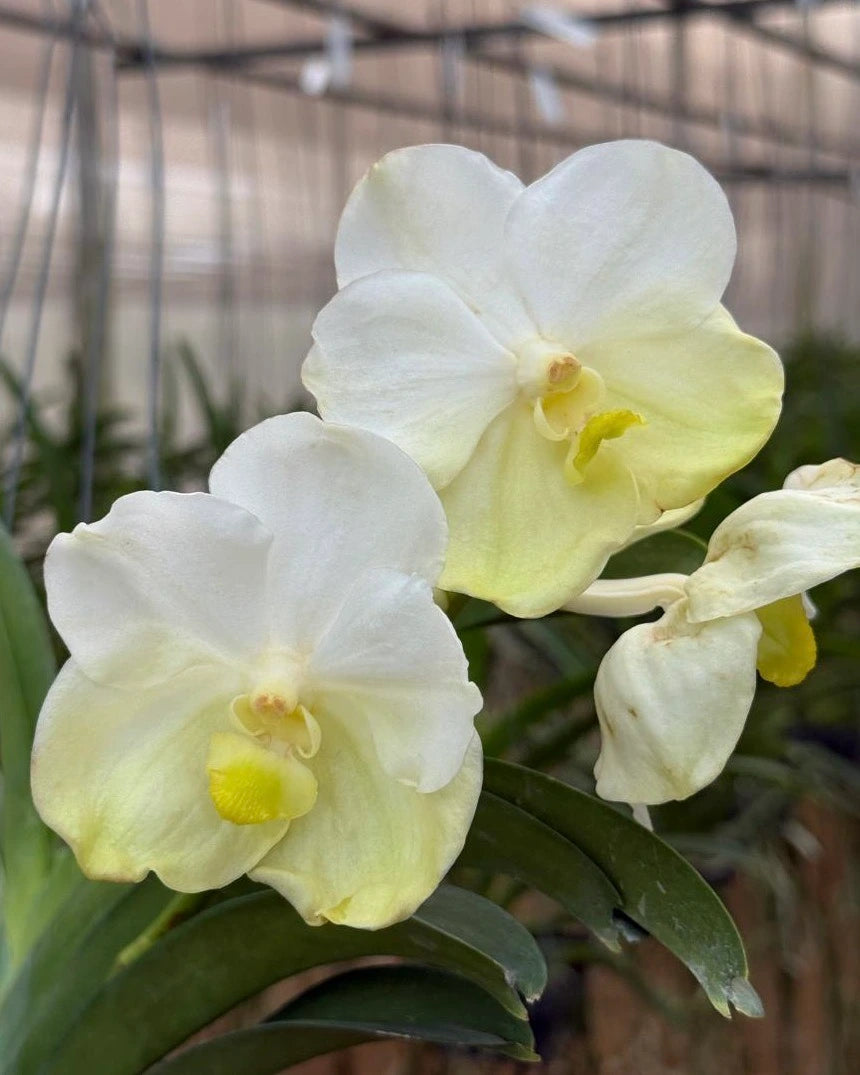 Vanda Renu Gold x Nopporn Gold