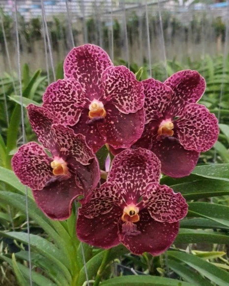 Vanda Kulwadee Fragrance x Thongchai Gold