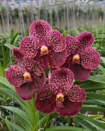 Vanda Kulwadee Fragrance x Thongchai Gold
