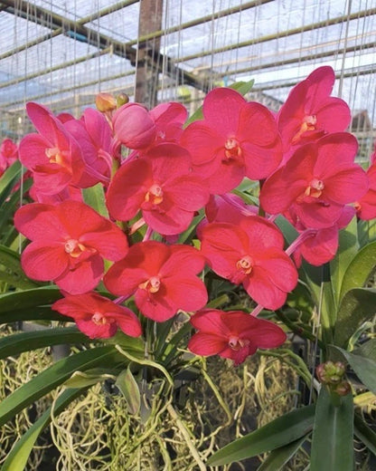 Vanda Udomchai Beauty