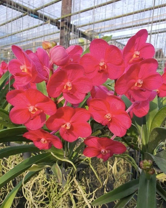Vanda Udomchai Beauty
