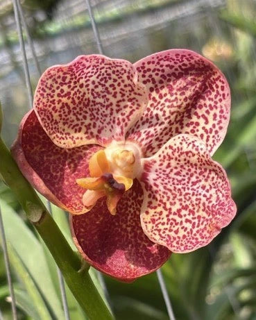 Vanda 2 tone x Kulwadee Fragrance