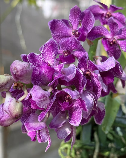 Vanda Thailand Blueboy x Gigantea