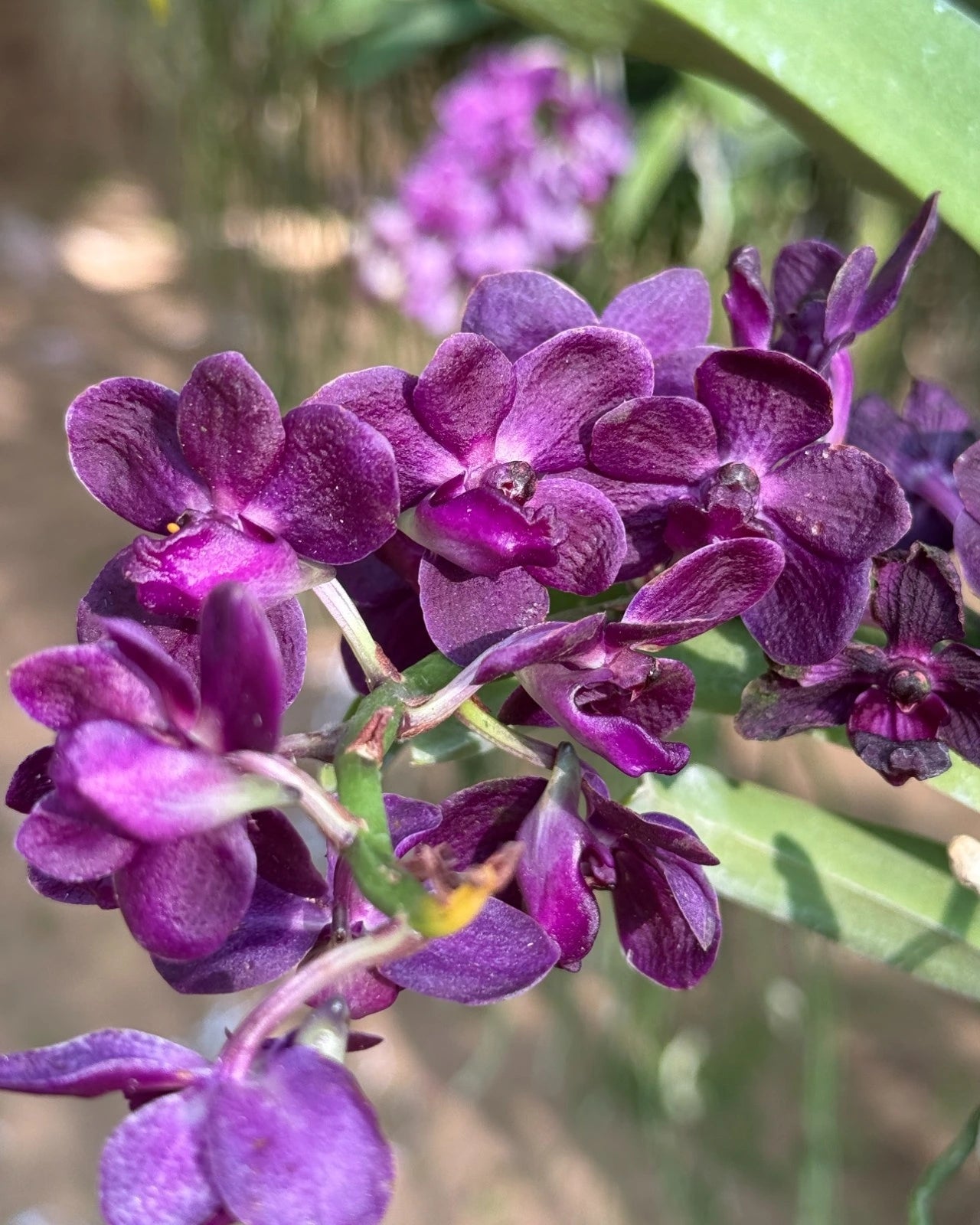 Vanda Thailand Blueboy x Gigantea