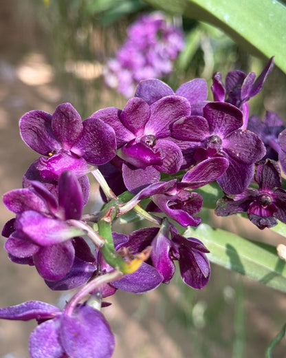 Vanda Thailand Blueboy x Gigantea