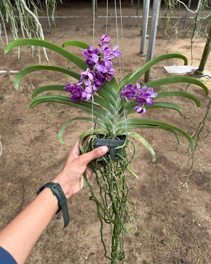 Vanda Thailand Blueboy x Gigantea