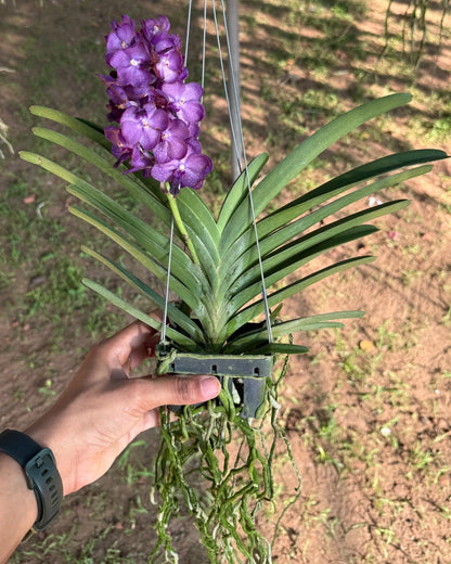Vanda Bangsai Blue Star