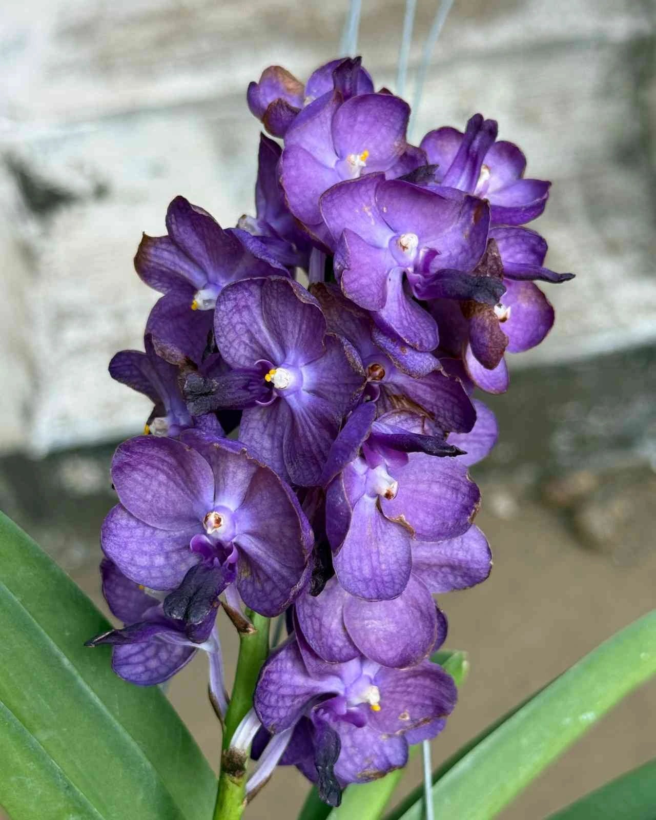 Vanda Bangsai Blue Star
