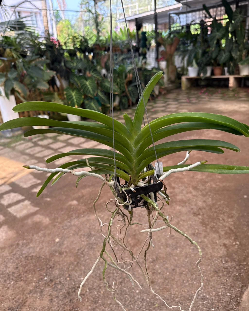 Vanda Pimsai x Jindawat