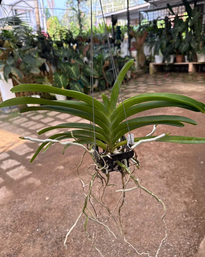 Vanda Pimsai x Jindawat