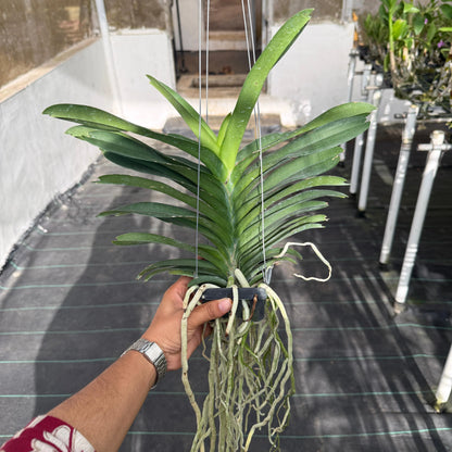 Vanda Somsri Pink x Siriporn Pink