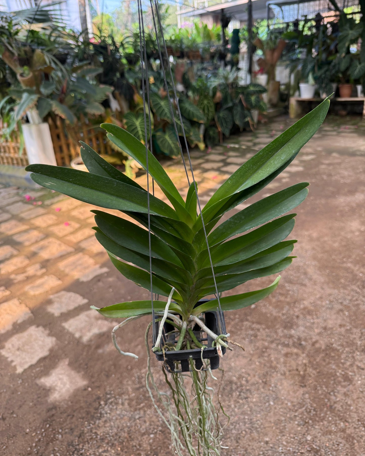 Vanda Patchara Delight Blue