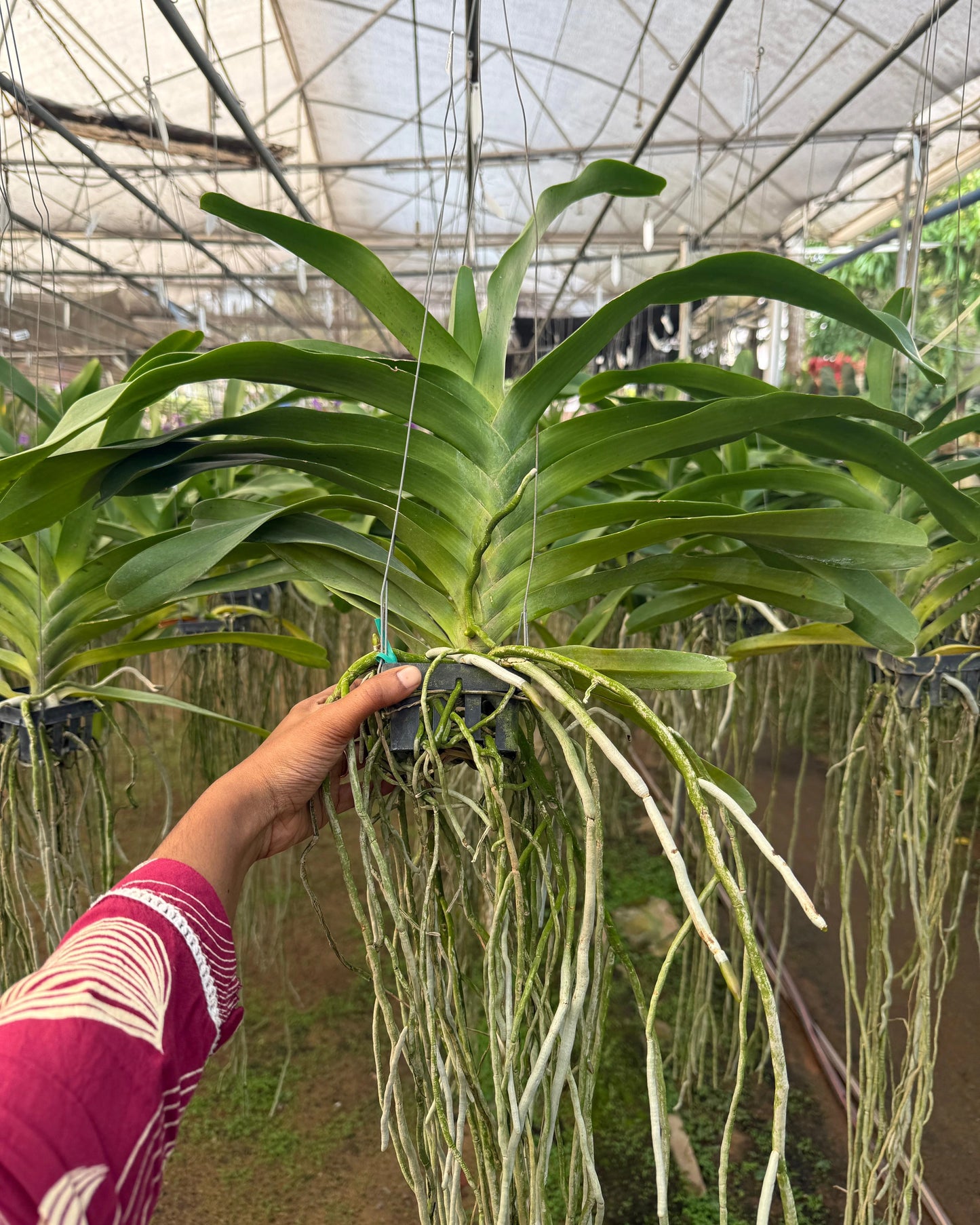 Vanda Gigantea x Lawrencea