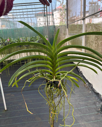 Vanda Kulwadee Fragrance x Thongchai Gold