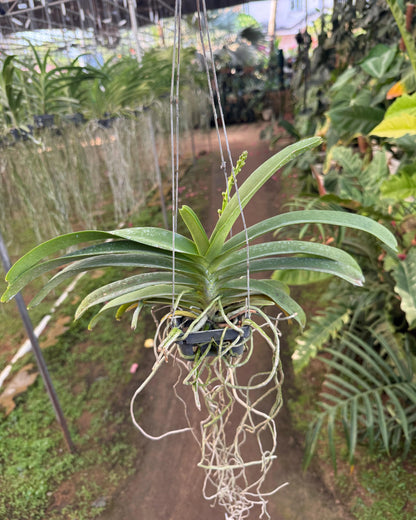 Vanda Prachit Gold x Rhyncostylis Gigantea Hybrid